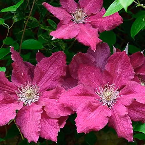 Thompson and Morgan Hardy Perennial Clematis Ernest Markham Climber, Pink and Purple Late Flowering Potted Plant, 1.7 Litre Pot