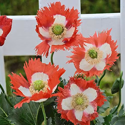 Thompson and Morgan Papaver Danish Flag Poppy Flower Seeds, 300 Seeds – 2