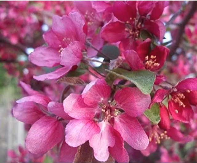 Direct Plants Malus Director Moorland Ornamental Flowering Crab Apple Tree, Pink