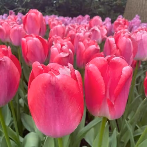 Thompson & Morgan Tulip Pink Giant Bulbs, 16 Bulbs, Flamingo Pink Spring Flowering Goblet Tulips