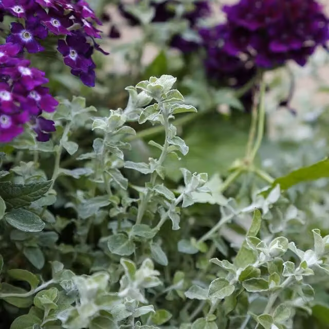 Plant Theory Set of 3 Silver Mist Helichrysum Perennial Bedding Plants in 9cm Pots, Purple and Silver