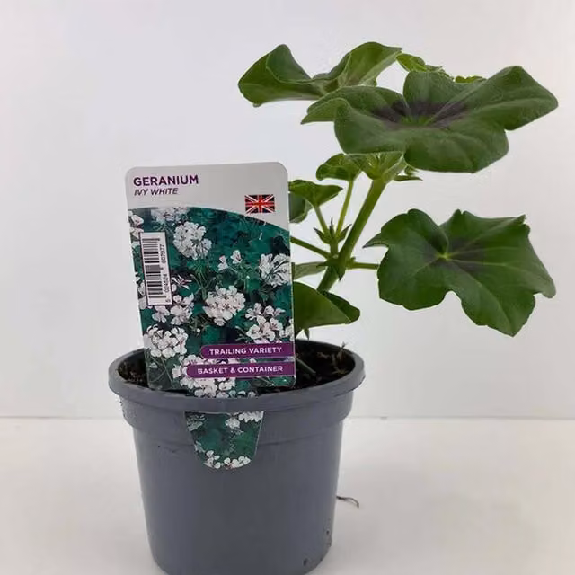 Plants by Post White Trailing Geranium Ivy Bedding Plants in 3 x 10.5cm Pots