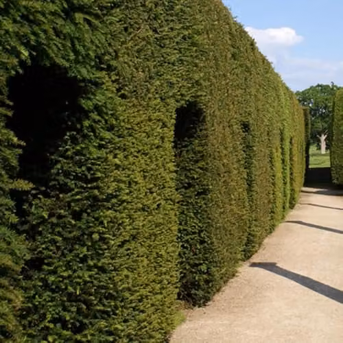 YouGarden Taxus Baccata Yew Hedging Plants, Green, 12 x 8cm Pots, 25-35cm Tall – 3