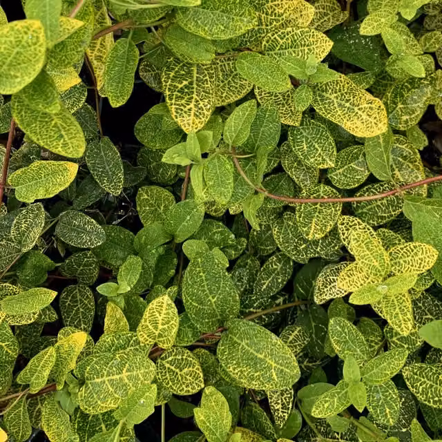 Plants By Post Lonicera japonica Aureoreticulata Climber with White and Yellow Variegated Foliage