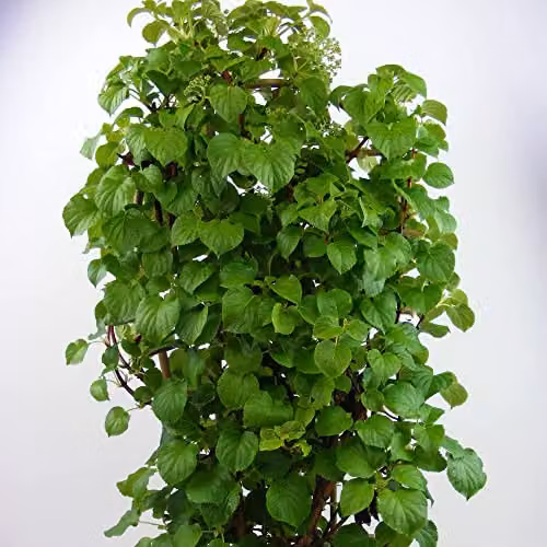 Thompson and Morgan Japanese Climbing Hydrangea Anomala Petiolaris with White Blooms, 1 x 1.7 Litre Potted Plant – 4