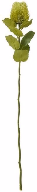 Lemon Pavilion Banksia Single Stem Plastic Flower in Green, Height: 59 cm