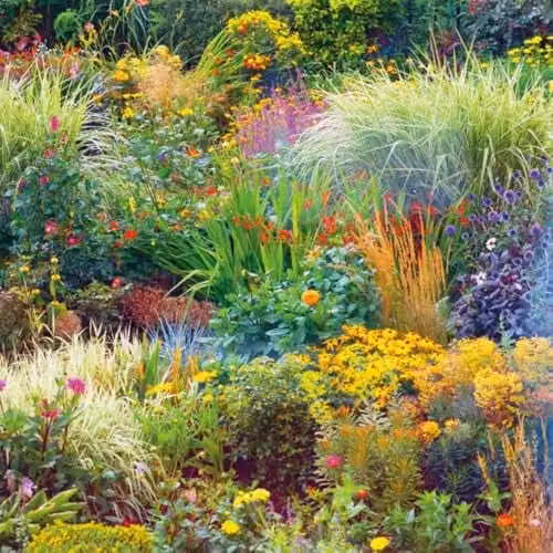 Thompson and Morgan Selection of 12 Multicolour Perennial Plants in 9cm Pots