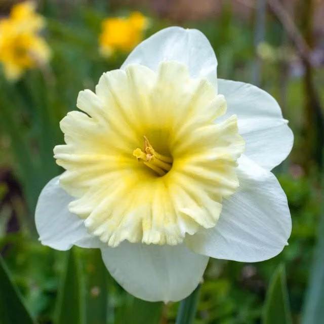 Marshalls Garden Daffodil Ice Follies Bulbs in Creamy White and Pale Yellow