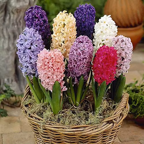 YouGarden Mixed Hyacinth Bulbs, Pack of 12 Multicolour Bulbs for Autumn Planting – 2