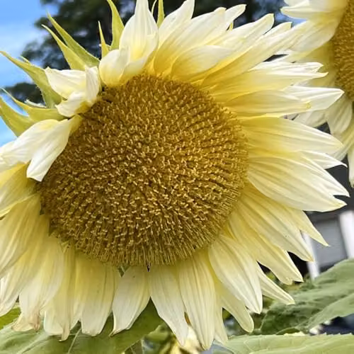 Thompson & Morgan Sunflower Pro Cut White Lite F1 Seeds, Pollen-Free Blonde Blooms, 1x Seed Packet – 2