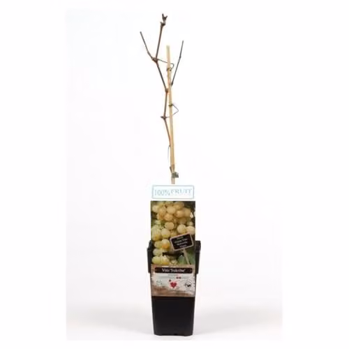 Thompson & Morgan Sukribe Hardy Latvian Grape Variety in 15cm Pot