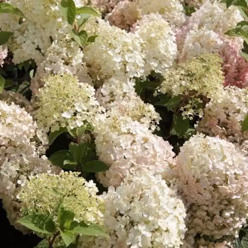 Thompson & Morgan Hydrangea Bobo Dwarf Panicle Ornamental Shrub with White to Pink Blooms, 25 Litre Pot – 7