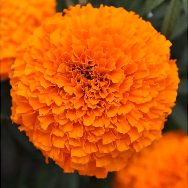 Plants by Post African Marigold Orange Summer Flowering Bedding Plants, 2 x 1L Pots
