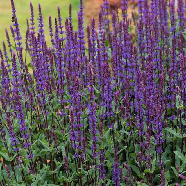 Marshalls Garden Salvia nemorosa Caradonna Pink Perennial Ornamental Plant, Height: 50 cm