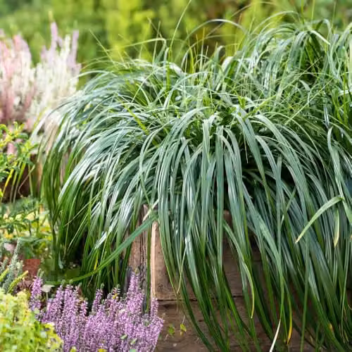 Thompson & Morgan Carex Ribbon Falls Ornamental Grass Plant, Green, 9cm Pot