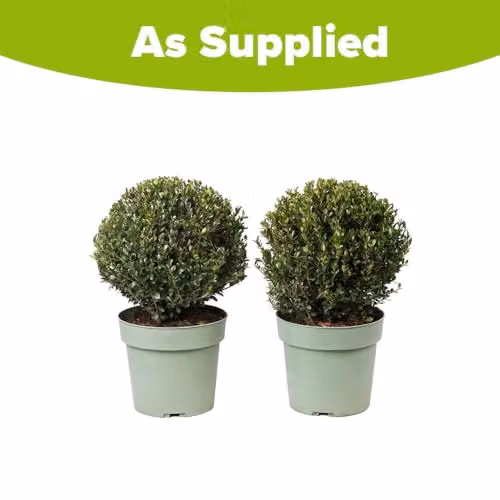 YouGarden Ilex crenata Japanese Holly Topiary Balls, Pair of 2, Diameter: 25 cm, Pot Height: 21 cm, Green – 2
