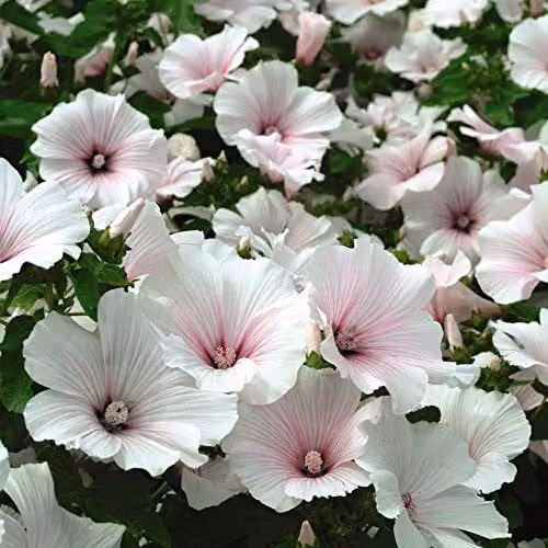Thompson & Morgan Lavatera Hardy Annual Mallow Dwarf Pink Blush Flower Seeds