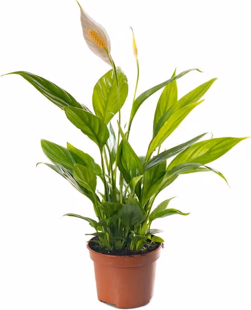 GardenersDream Spathiphyllum Peace Lily Exotic Indoor Flowering House Plant, Green and White, Height: 35 cm