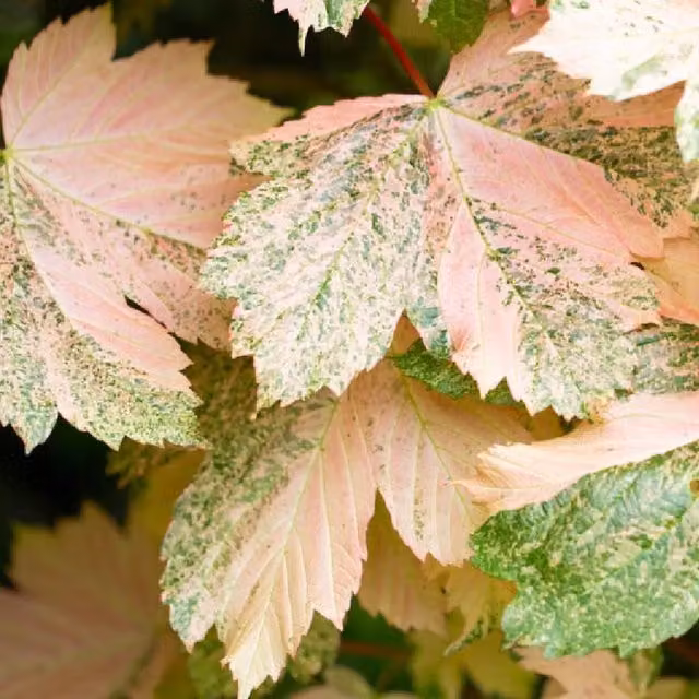 Direct Plants Acer Simon Louis Freres Variegated Sycamore Ornamental Tree in a 7.5 Litre Pot, Red and Multicolour