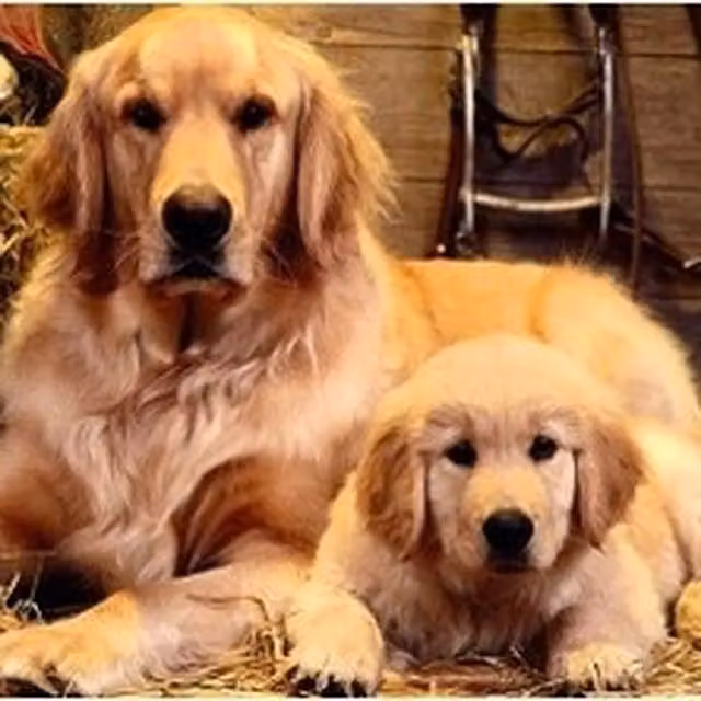 Syntego Golden Retriever and Pup Diamond Painting Kit, Multicolour