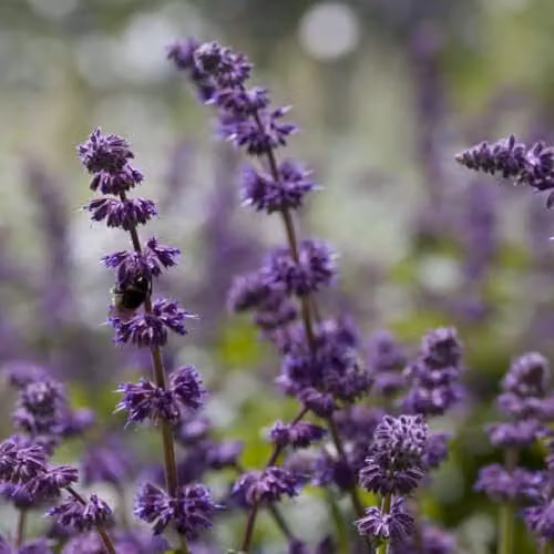 Thompson & Morgan Salvia verticillata Purple Rain Hardy Perennial Plant, 3 x 9cm Pots