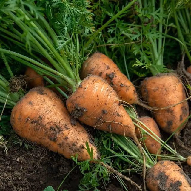 Marshalls Chantenay Red Cored Carrot Seeds, Early Maincrop, 3000 Seeds