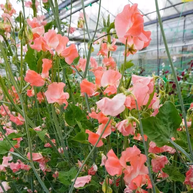 Unwins Sweet Pea Seeds WJ Unwin Pink