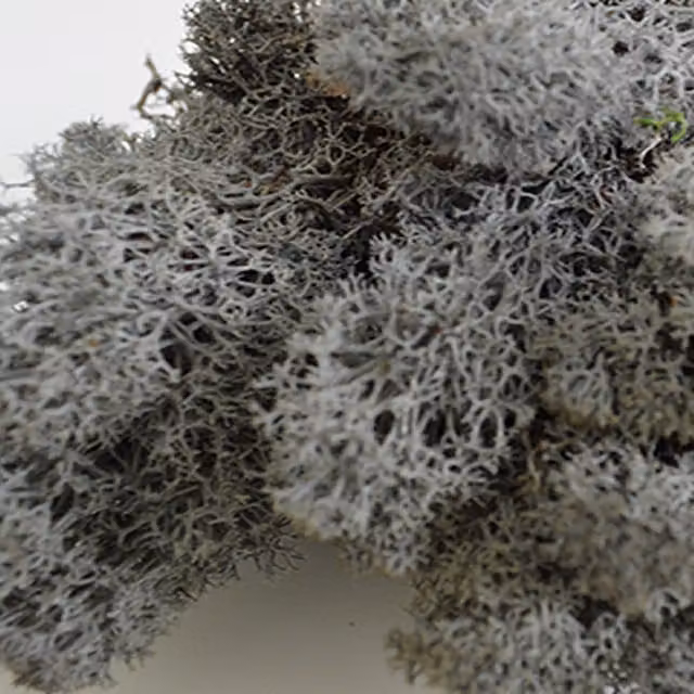 Natural Crafts Anthracite Coloured Reindeer Moss