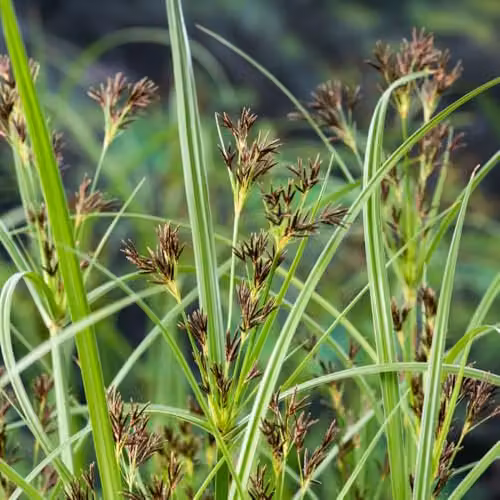 Thompson and Morgan Cyperus Longus Galingale Perennial Aquatic Pond Plant with Reddish Bronze Spikelets, 3 x 1 Litre Pots
