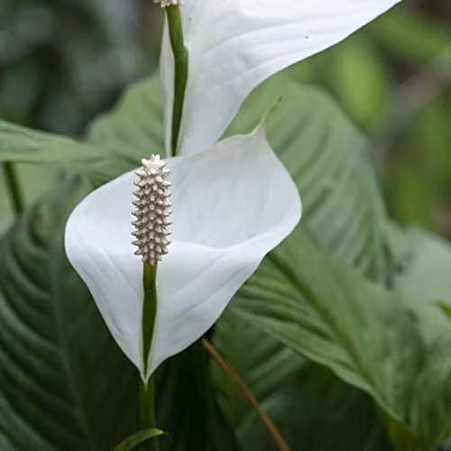 Thompson and Morgan Peace Lily Spathiphyllum Torelli Indoor House Plant with White Blooms, 3 x 12cm Pots – 3