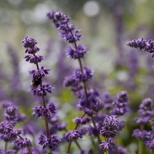 Thompson & Morgan Salvia verticillata Purple Rain Hardy Perennial, 2 x 9cm Pots