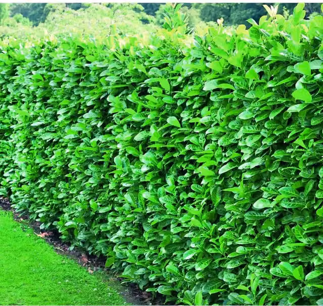 Direct Plants 10 x Green Cherry Laurel Hedging Plants in 2L Pots