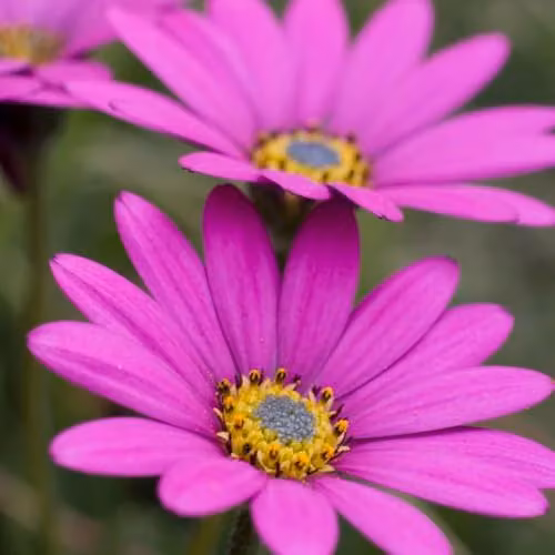 Thompson & Morgan Osteospermum in The Pink Hardy Perennial Plant with Pink and Yellow Flowers, 3 x 48mm Plug Plants