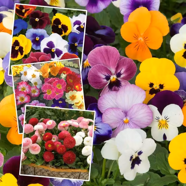 Marshalls Garden Best Selling Multicolour Bedding Plant Mix for Autumn, Winter and Spring
