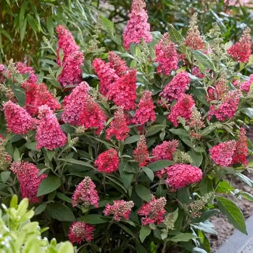 Thompson and Morgan Buddleja davidii Dwarf Compact Butterfly Candy Little Ruby Red Flowering Hardy Ornamental Shrub, 3 Litre Potted Plant