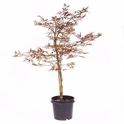 YouGarden Japanese Acer palmatum Dissectum Garnet Deciduous Ornamental Tree with Red Purple Foliage in a 3L Pot – 3