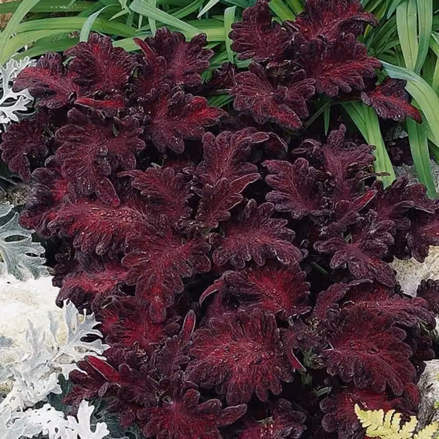 Plant Theory Set of 3 Black Dragon Coleus Scutellarioides Bedding Plants in 9cm Pots, Purple