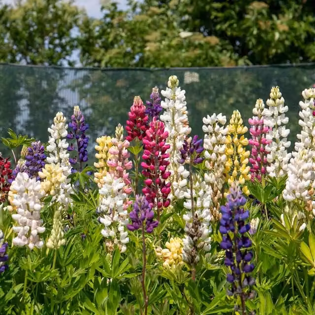 Marshalls Garden Lupin Legendary Mix Multicolour Hardy Perennial Plants 9cm