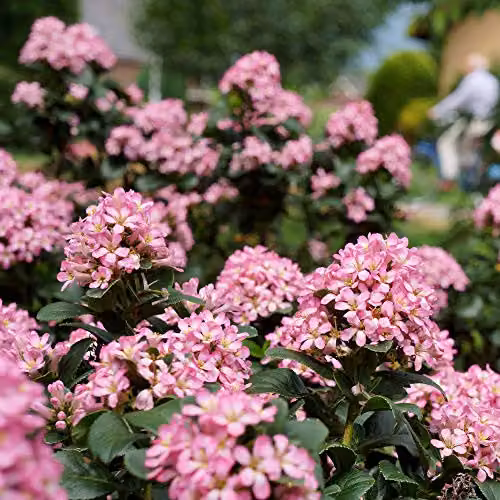 YouGarden Escallonia Pink Elle Evergreen Ornamental Outdoor Garden Shrub in 2L Pot – 5