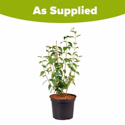 YouGarden Philadelphus Snowbelle White Ornamental Shrub in a 2-3L Pot – 3