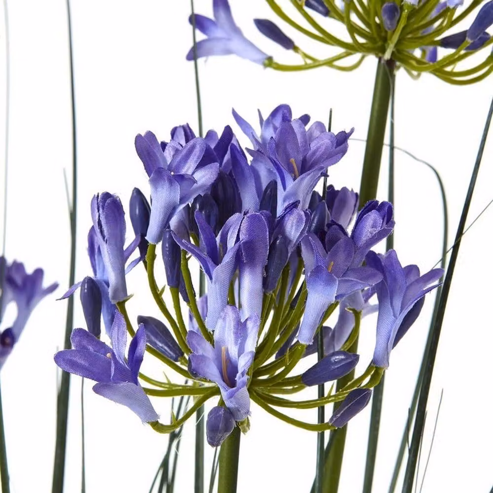 Lemon Pavilion Furniture and Decor Large Blue Agapanthus Lily Potted Plant in Plastic, Height: 120 cm – 2