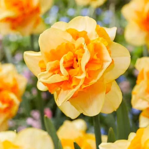 Thompson & Morgan Narcissus Sun Catchers Double Fragrant Daffodil Bulbs, Orange and Apricot, 8 Bulbs