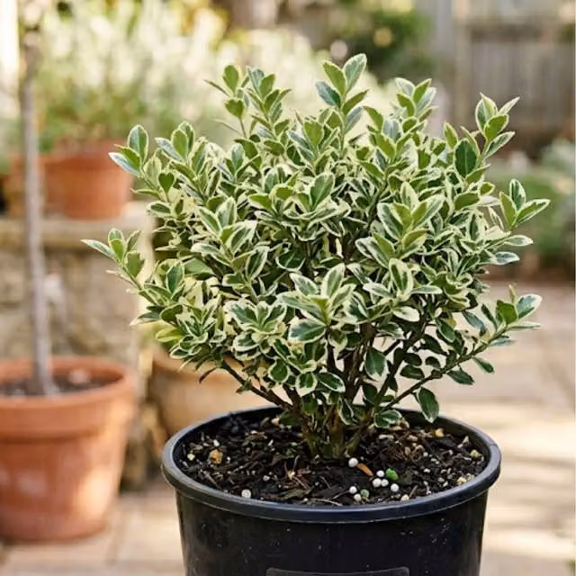 Plants By Post Euonymus Microphyllus Variegated Outdoor Shrub, Green and White, 2L Pot
