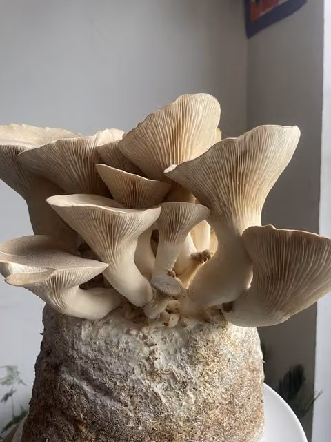 Plant Theory King Oyster Mushroom Grow Your Own Kit in Grey