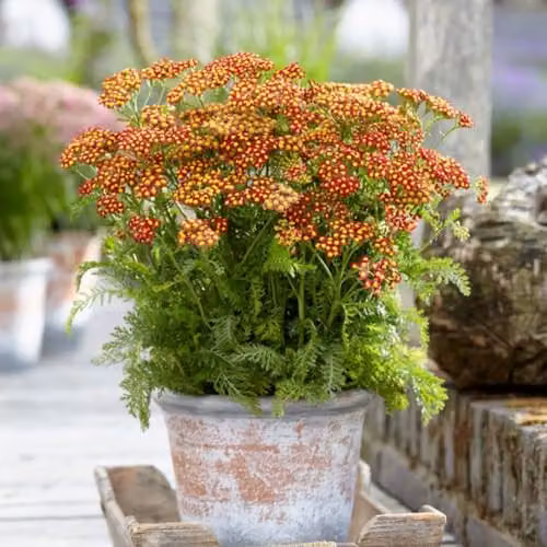Thompson & Morgan Achillea Milly Rock Red Compact Perennial, 3 Litre Potted Plant