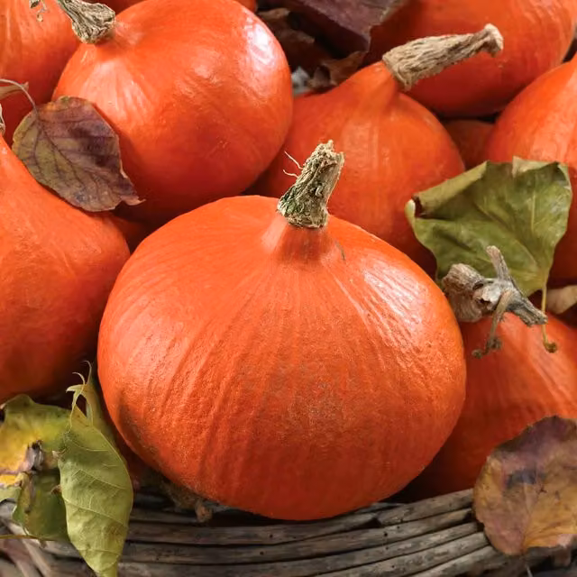 Marshalls Garden Uchiki Kuri Squash Seeds, 8 Seeds, Orange Teardrop Variety