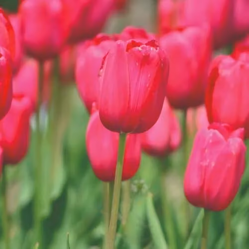 Thompson & Morgan Tulip Barcelona Bright Pink Bulbs, 16 Bulbs