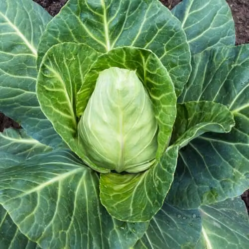 Thompson & Morgan Cabbage Greyhound Summer and Autumn Vegetable Seeds, 200 Seeds per Packet – 1