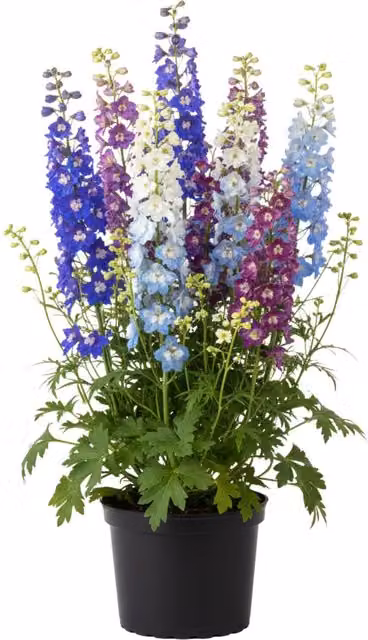 Plants by Post Delphinium Growers Mix of 6 Multicolour Tall Ornamental Summer Flowers