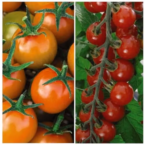 Thompson & Morgan Tomato Sweetest Duo Seed Collection, Sungold F1 Hybrid and Sweet Apéritif, 18 Seeds (2 Packets) – 1